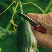 Homegrown Cucumbers