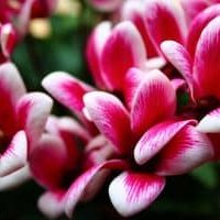Homegrown Cyclamen Homegrown Cyclamen