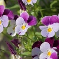 Homegrown Pansies Homegrown Pansies