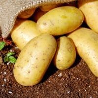 Homegrown Potatoes