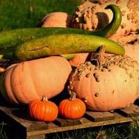 Homegrown Pumpkins